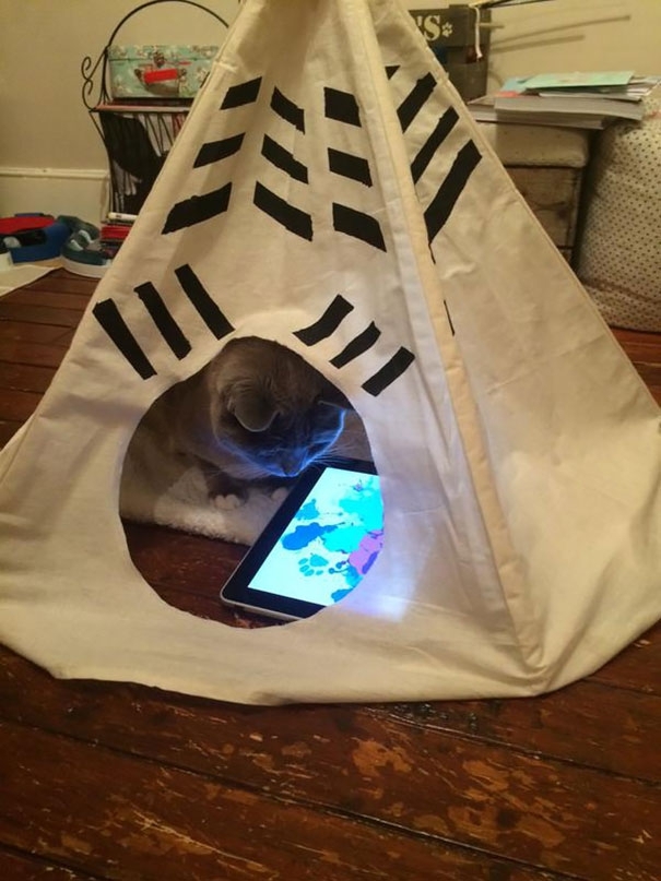15 Spoiled Cats That Probably Live Better Than You