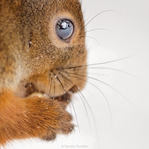 Finnish Squirrel-Whisperer Feeds Wild Animals For Cute Wildlife Photos