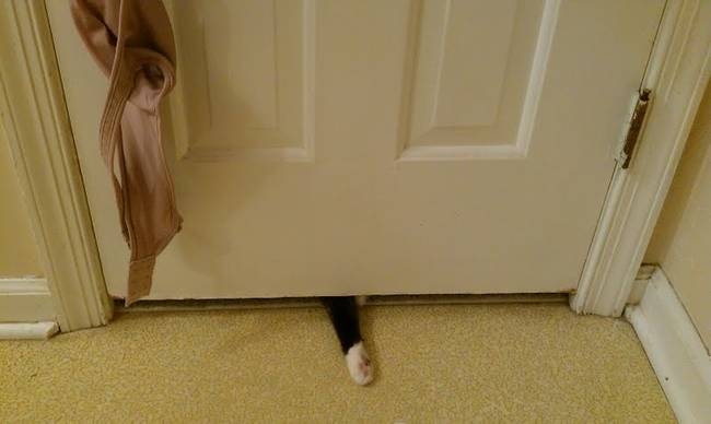 These 20 Pets Will NOT Give You Some Privacy In The Bathroom