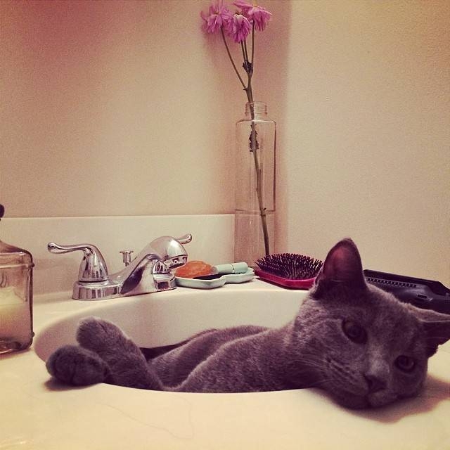 These 20 Pets Will NOT Give You Some Privacy In The Bathroom