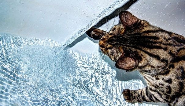 35 Crazy Cats That Actually Love Water