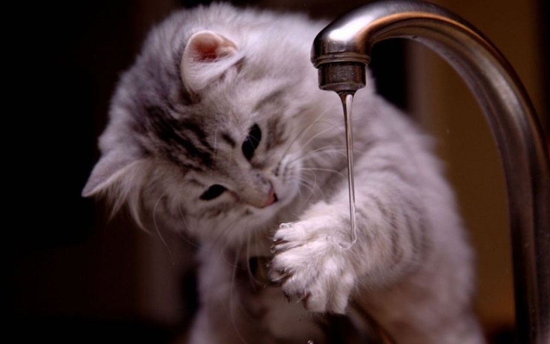 35 Crazy Cats That Actually Love Water