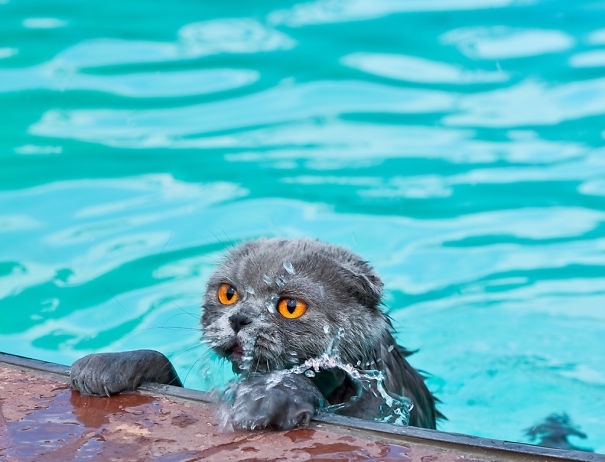 35 Crazy Cats That Actually Love Water