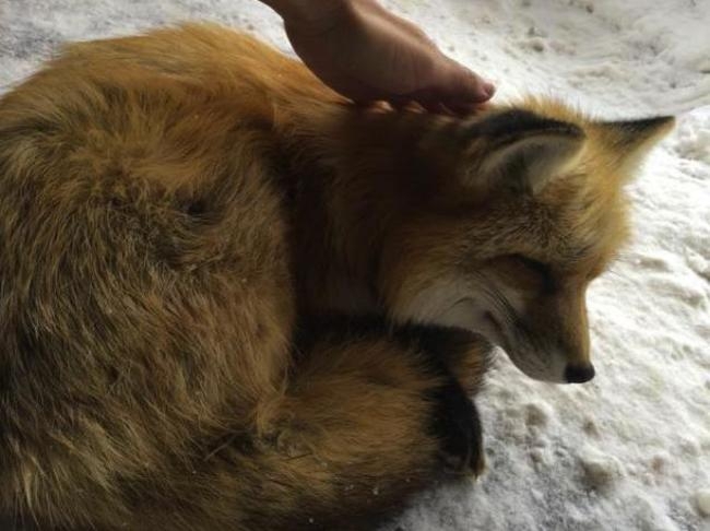You Can Play With Foxes All Day At This Sanctuary In Japan