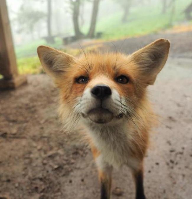 You Can Play With Foxes All Day At This Sanctuary In Japan