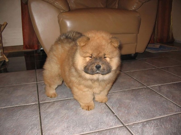 17+ Chubby Puppies That Look Like Teddy Bears