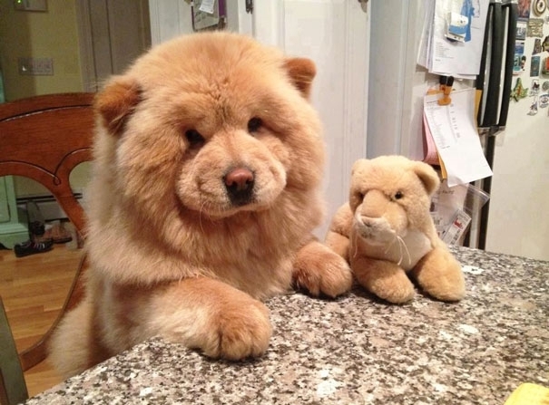 17+ Chubby Puppies That Look Like Teddy Bears