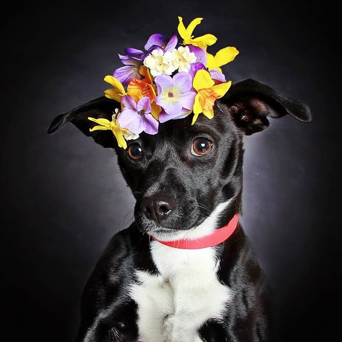 Overlooked Black Dogs Get Adopted With Beautiful Portraits