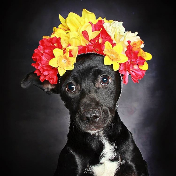 Overlooked Black Dogs Get Adopted With Beautiful Portraits
