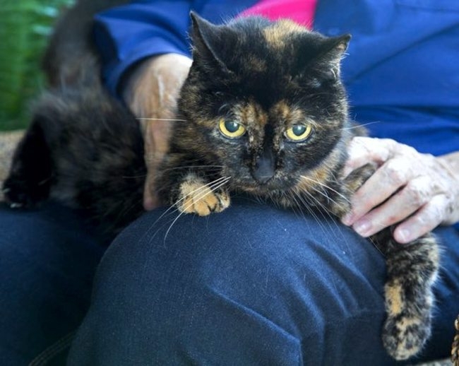 The World's Oldest Living Cat Is Older Than Taylor Swift