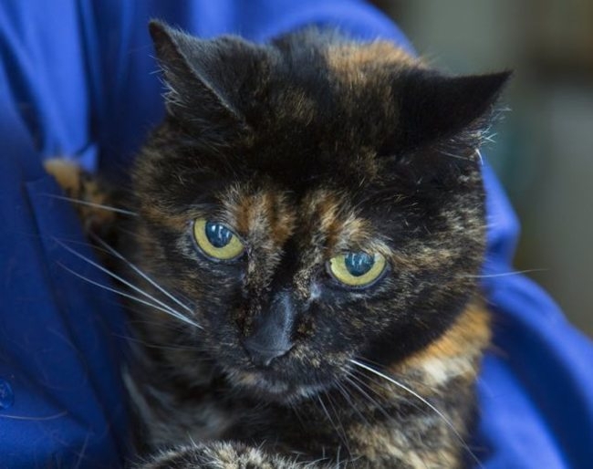 The World's Oldest Living Cat Is Older Than Taylor Swift