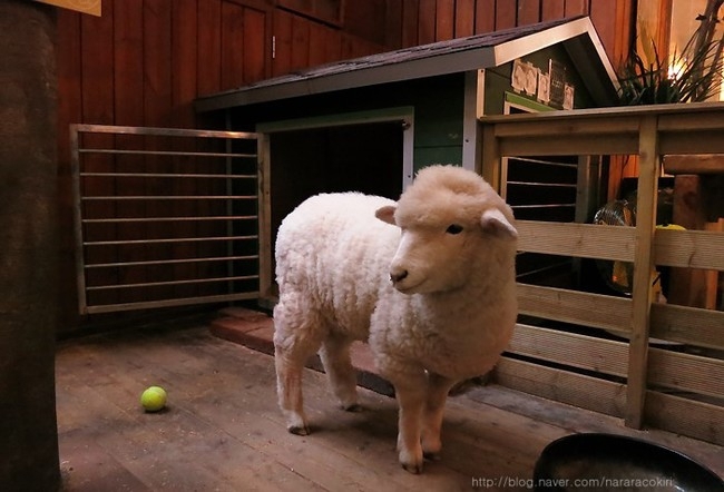 You Can Play With Sheep As You Sip Your Coffee At This Café
