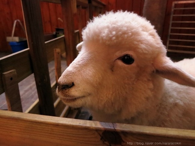 You Can Play With Sheep As You Sip Your Coffee At This Café