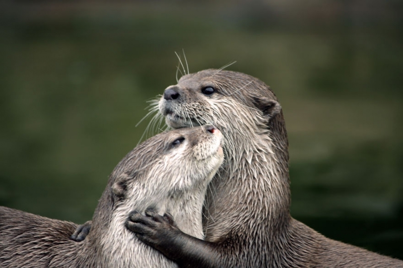 50 Animal Couples That Prove Love Exists In The Animal Kingdom Too