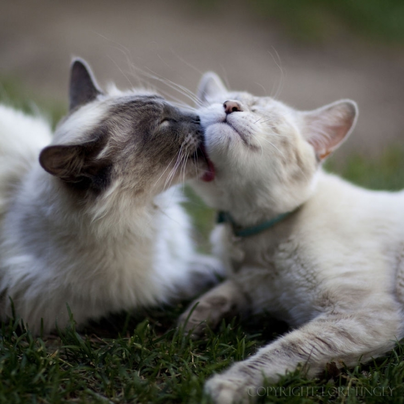 50 Animal Couples That Prove Love Exists In The Animal Kingdom Too