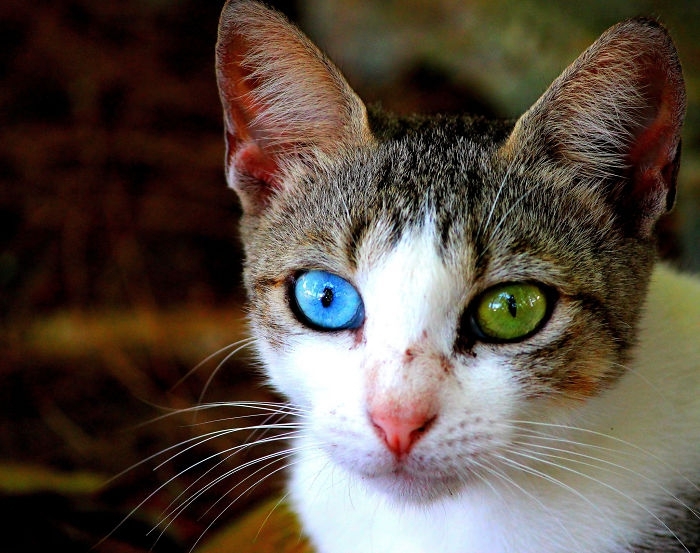 80 Unusually Beautiful Animals With Different-Colored Eyes