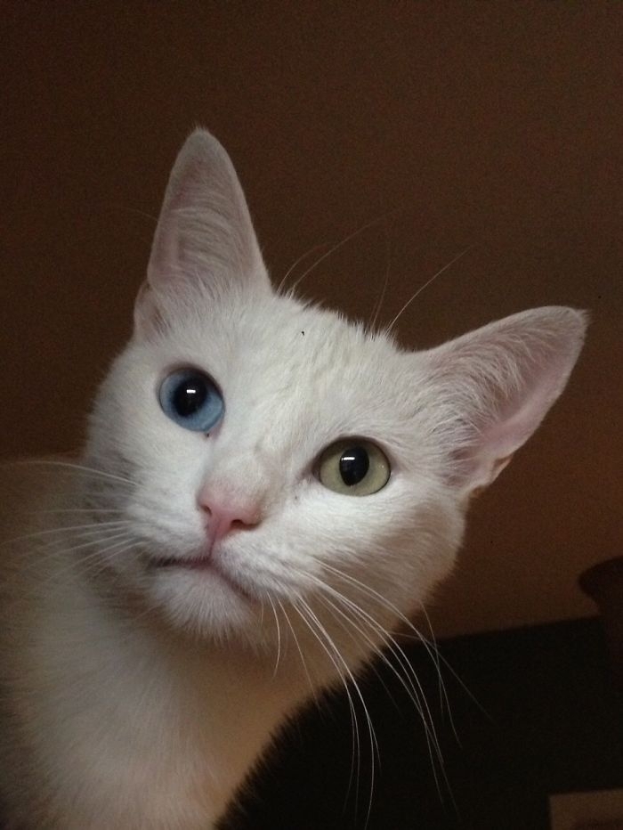 80 Unusually Beautiful Animals With Different-Colored Eyes
