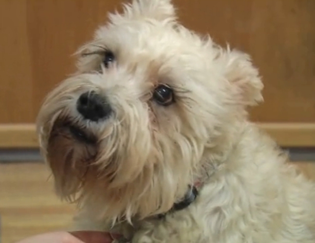Dog Runs 20 Blocks From Home To Be By Owner's Side In The Hospital