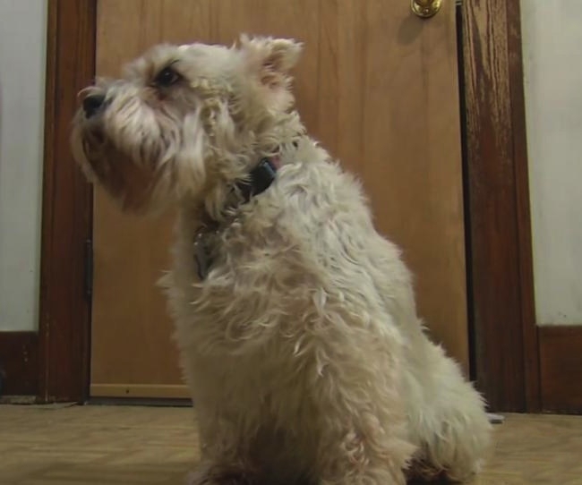 Dog Runs 20 Blocks From Home To Be By Owner's Side In The Hospital