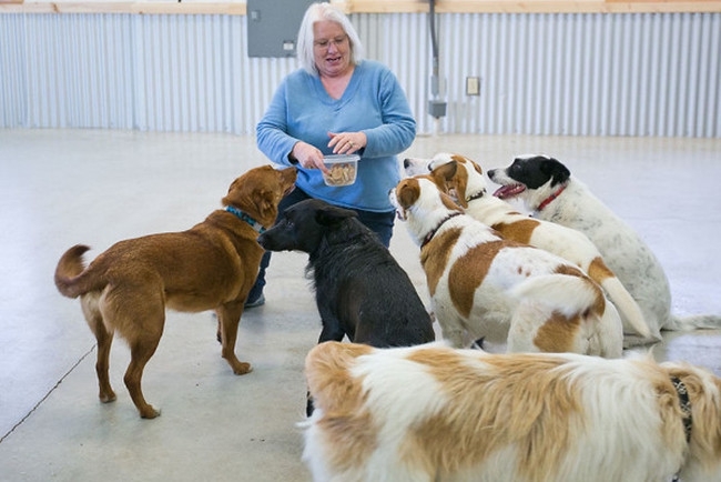 These Puppies Were Cruelly Thrown Away