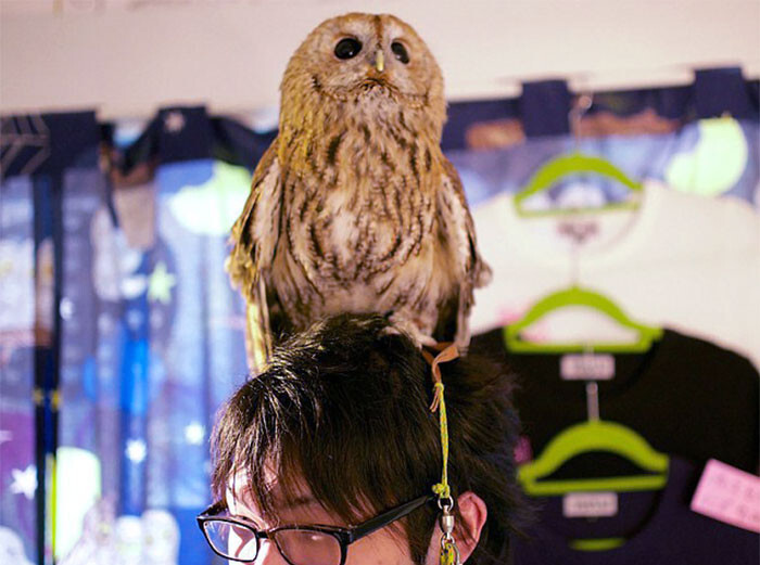 Owl Bar Opening In London