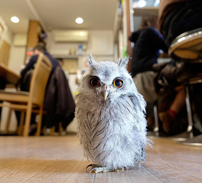 Owl Bar Opening In London