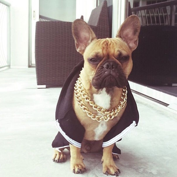 Rich Dogs Of Instagram*: The Proof That Pups Live Better Than Humans