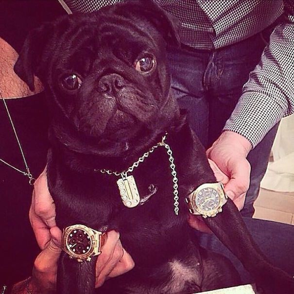Rich Dogs Of Instagram*: The Proof That Pups Live Better Than Humans