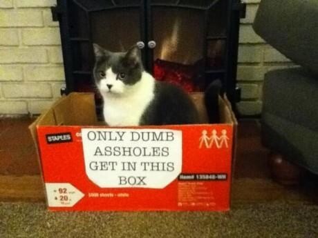 19 Cats Who Made Poor Life Choices