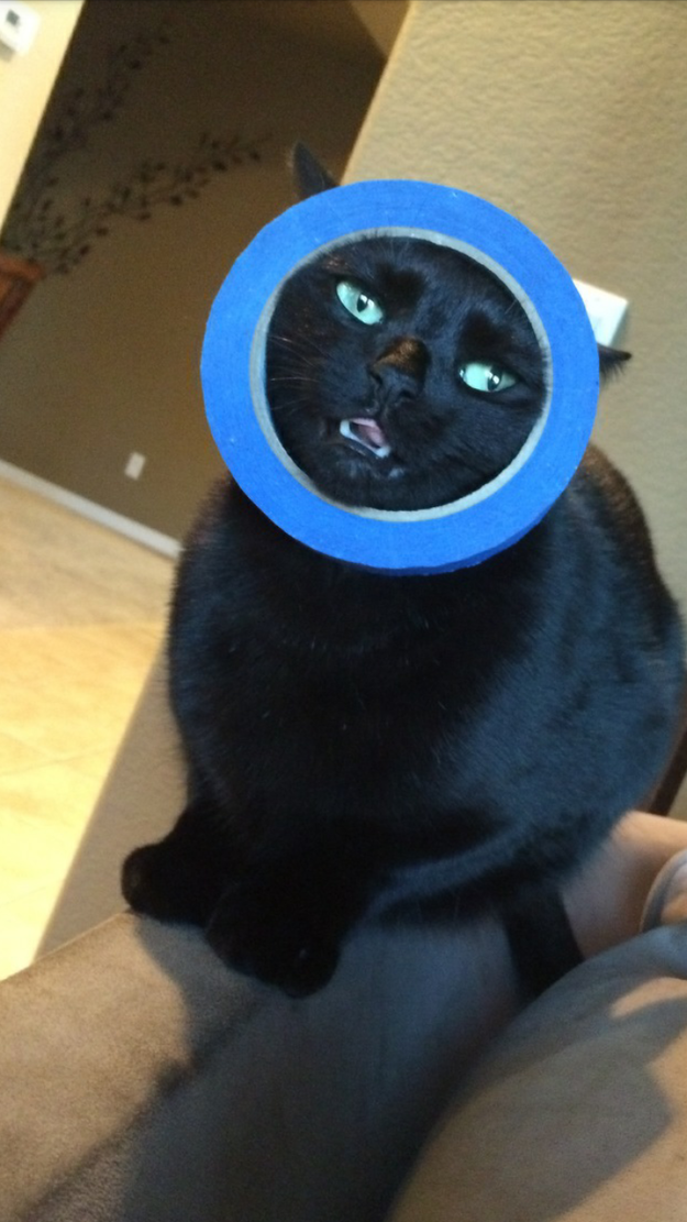 19 Cats Who Made Poor Life Choices