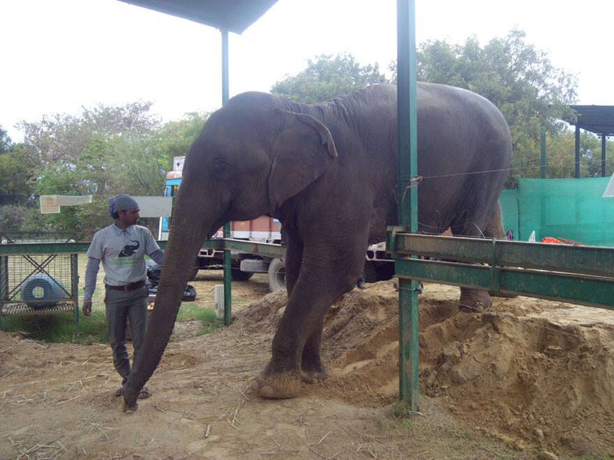 60 Year Old Blind Elephant Beaten By Her Owners Finally Gets Rescued