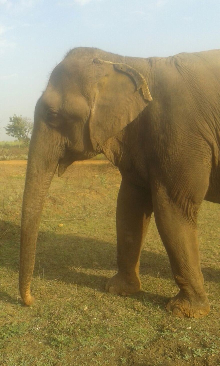 60 Year Old Blind Elephant Beaten By Her Owners Finally Gets Rescued