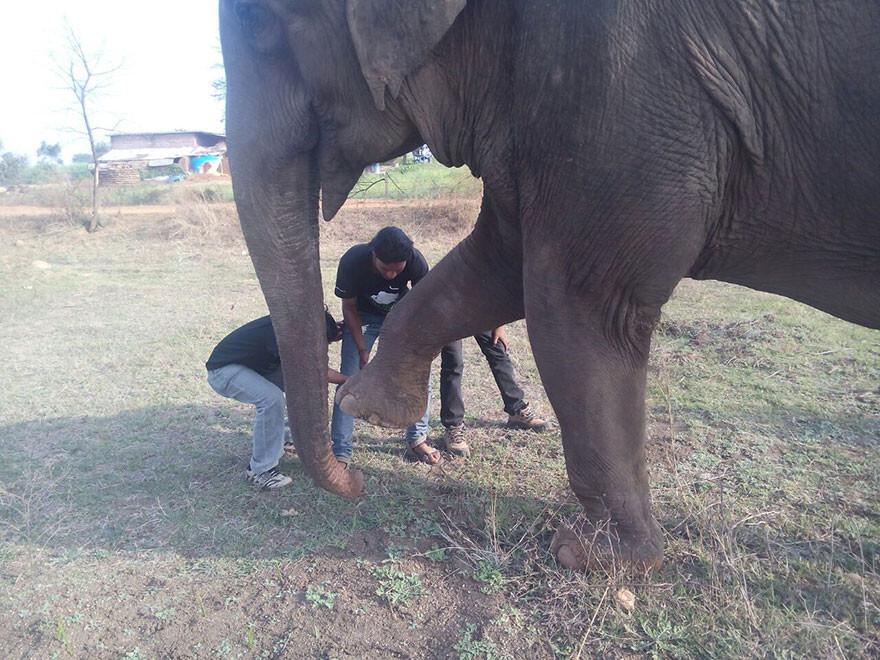 60 Year Old Blind Elephant Beaten By Her Owners Finally Gets Rescued