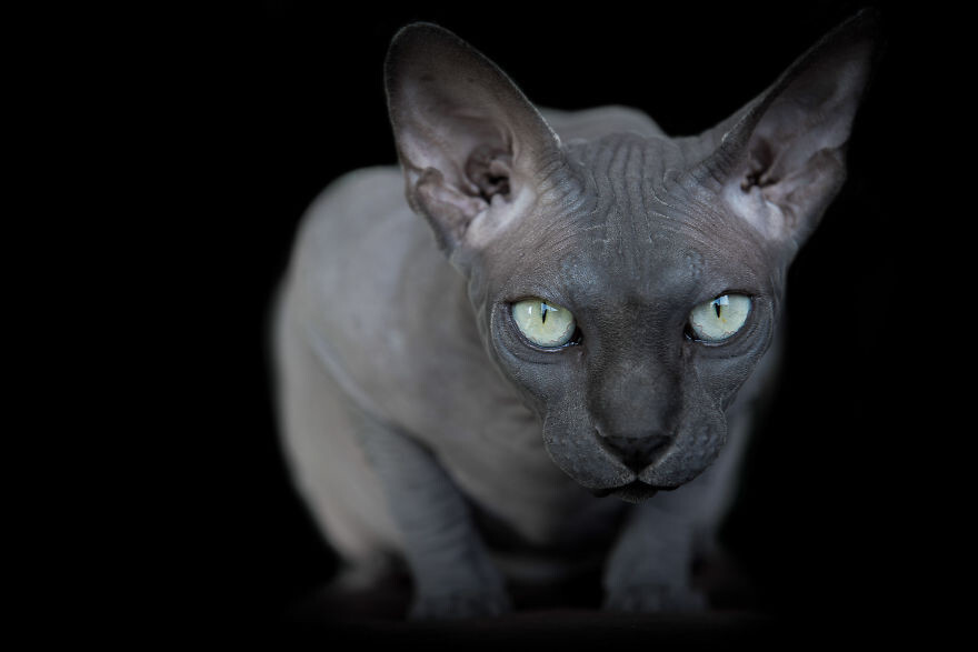 The Odd beauty of Sphynxes