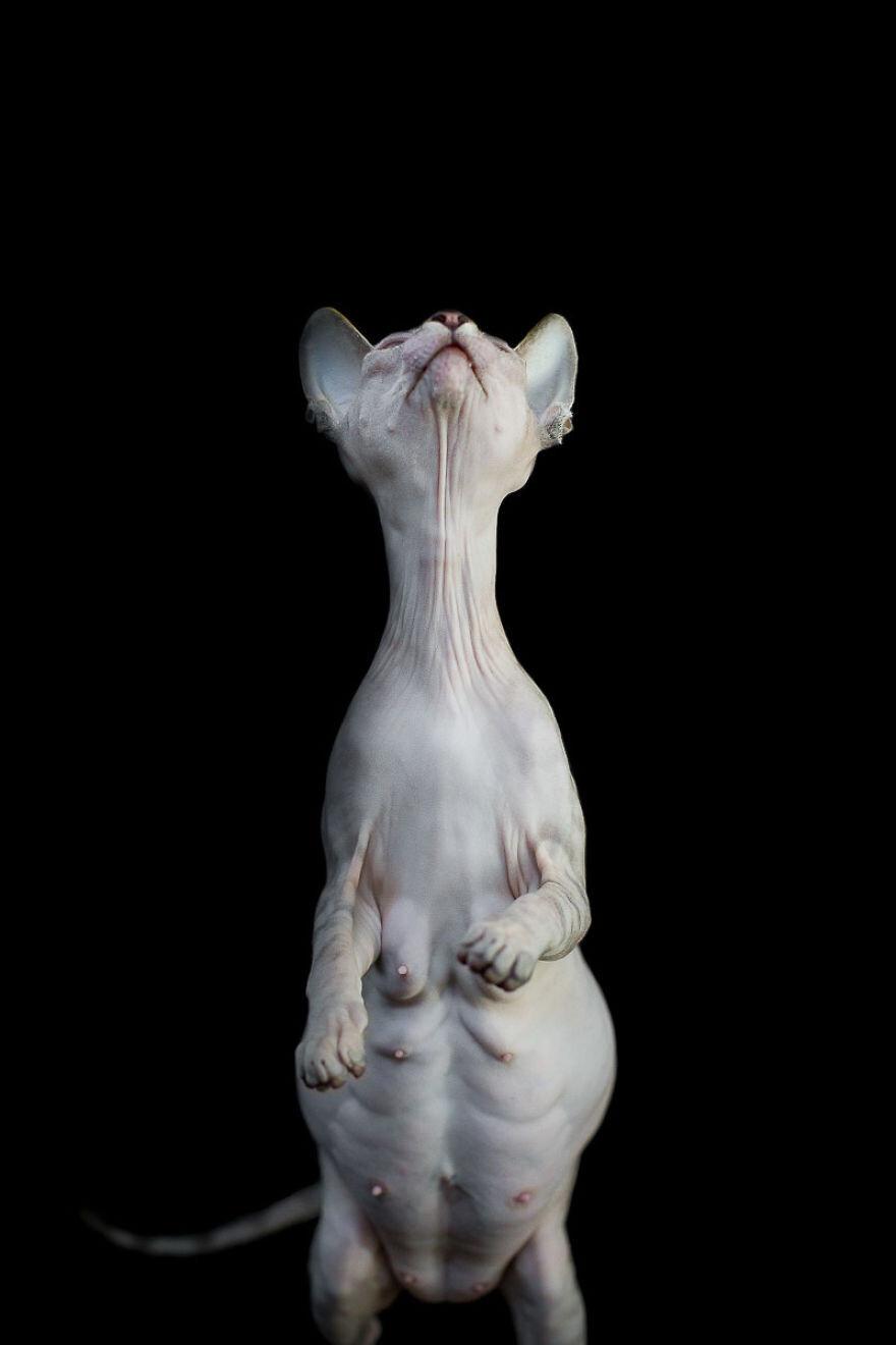 The Odd beauty of Sphynxes