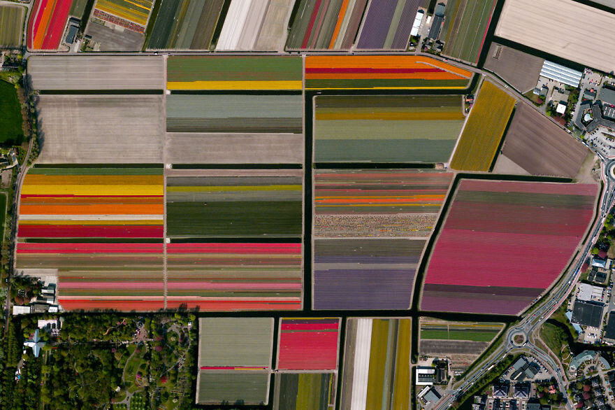 Tulip Fields – Lisse, The Netherlands