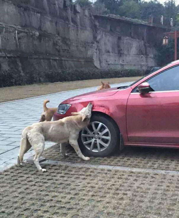 Stray Dog Kicked By Driver Returns With A Pack Of Friends