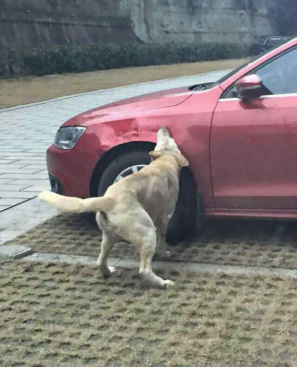 Stray Dog Kicked By Driver Returns With A Pack Of Friends