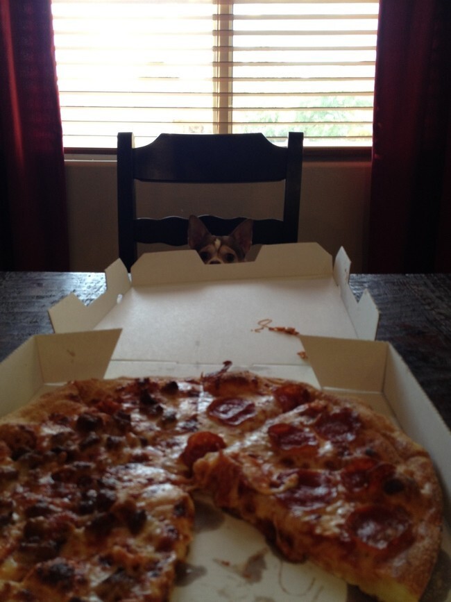 These 40 Pets Love Pizza More Than Life Itself 