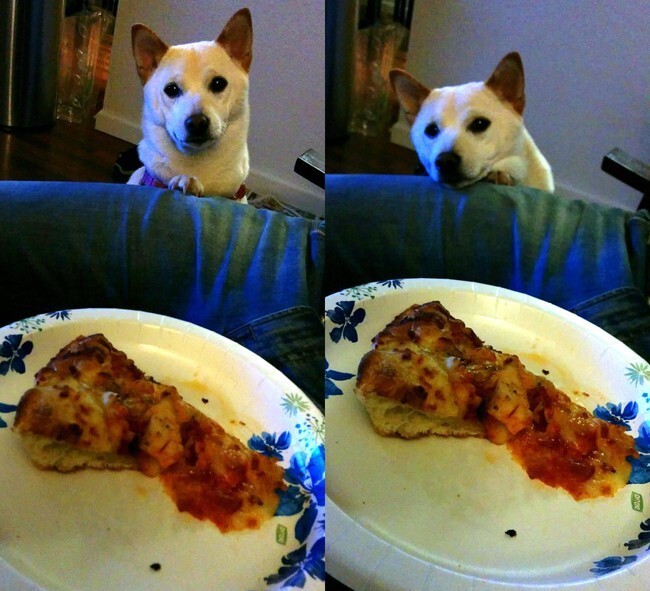 These 40 Pets Love Pizza More Than Life Itself 