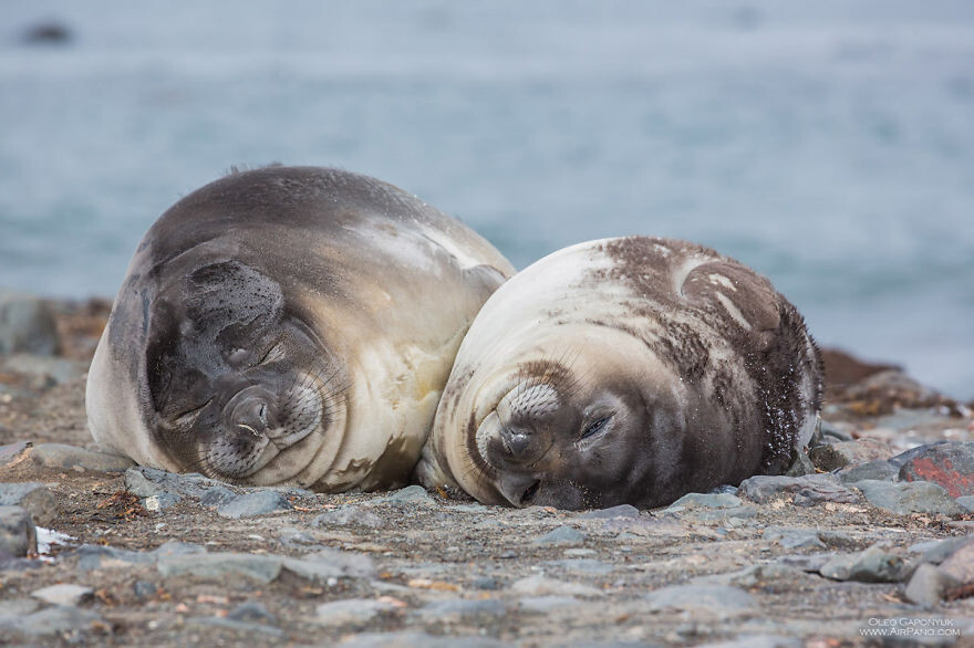 Lovely couple of seals