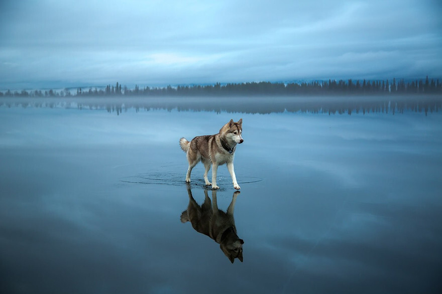 Magical Photos Of Siberian Huskies Playing On A Frozen Lake
