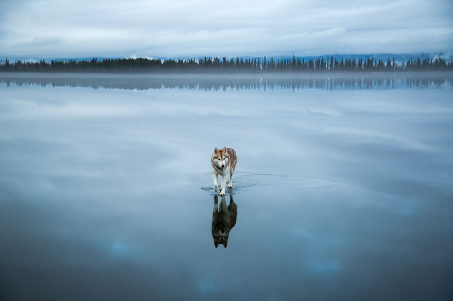 Magical Photos Of Siberian Huskies Playing On A Frozen Lake