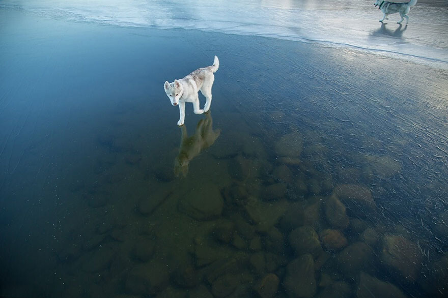 Magical Photos Of Siberian Huskies Playing On A Frozen Lake