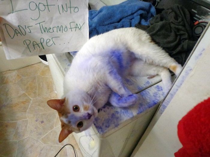 40 Guilty Cats Who Deserve To Be Shamed Publicly