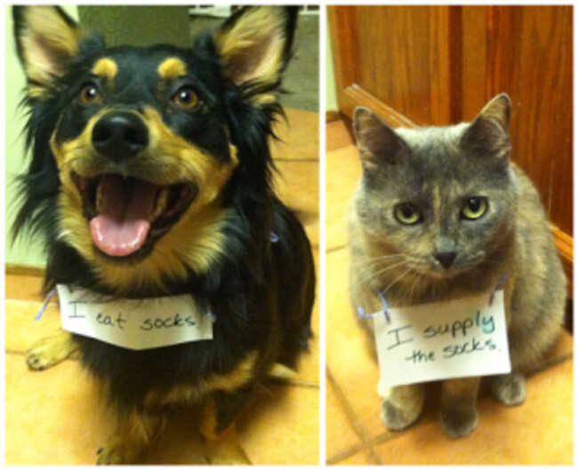 40 Guilty Cats Who Deserve To Be Shamed Publicly