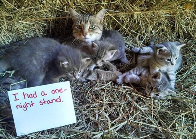 40 Guilty Cats Who Deserve To Be Shamed Publicly