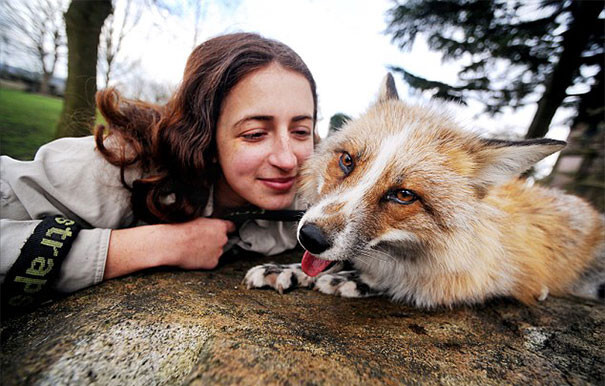 Fox Rescued And Raised By Humans Thinks He Is A Dog