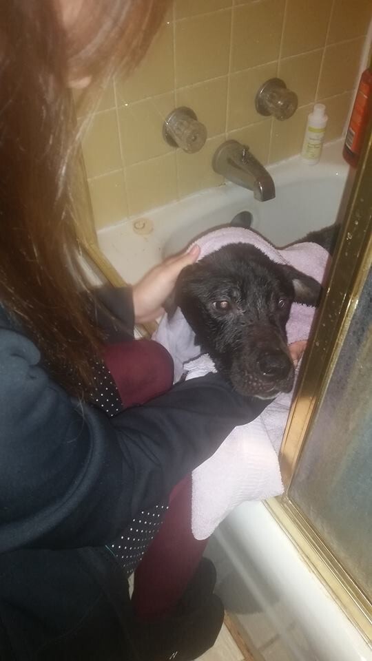 The first wanted to give her a bath to make sure she was clean after living in a horrible crate for a long time.