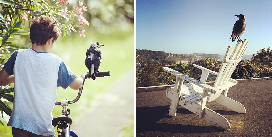 Rescued Magpie Becomes Friend With The Family That Saved Her Life